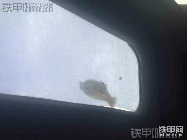 小鳥膽子真大都跑天窗拉屎