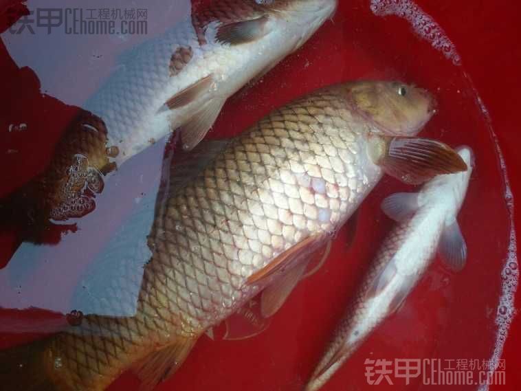 又去水庫(kù)了 鯉魚三條