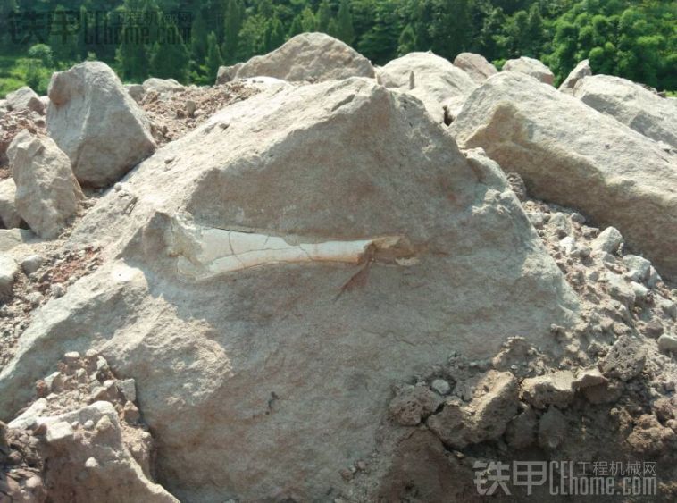 看看化石，一个骨头在石头里面
