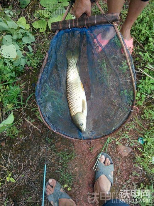 自家池塘釣的魚
