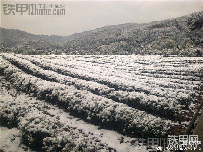 某一年在乡下挖茶山，遇见下雪，茶山照的
