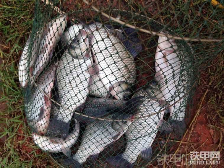 七斤鯽魚