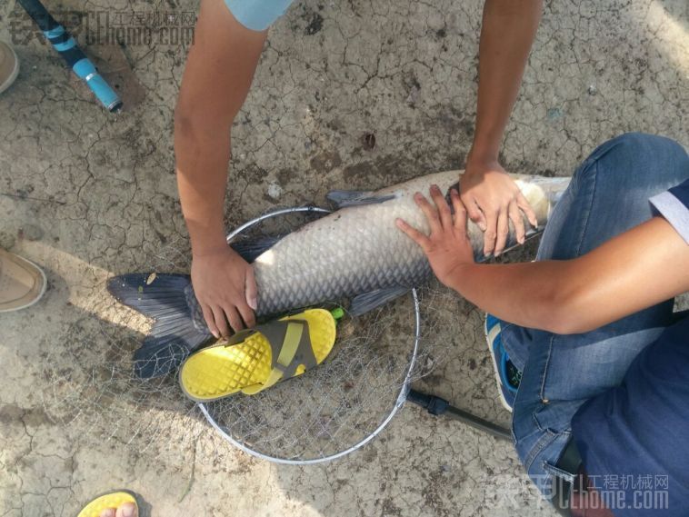 明天就中秋了，給你們來條大魚壓壓驚！