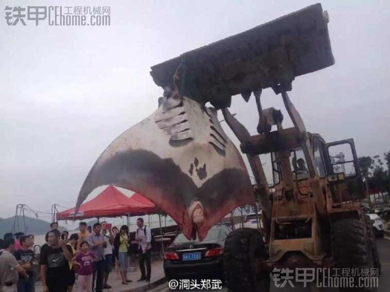 温州渔民捕获魔鬼鱼 用装载机推上岸
