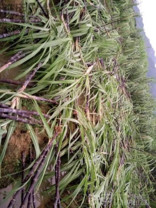 雨還在下