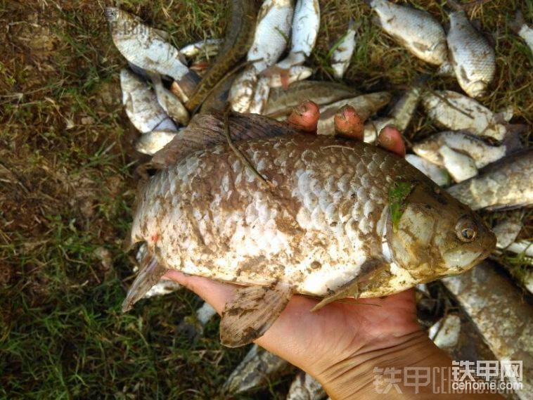 鯽魚
