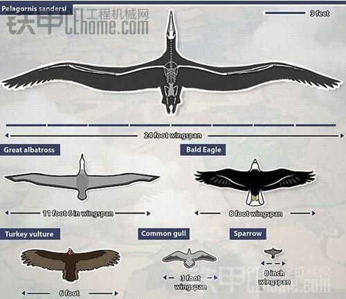 世界上最大的鳥，跟飛機(jī)一樣大