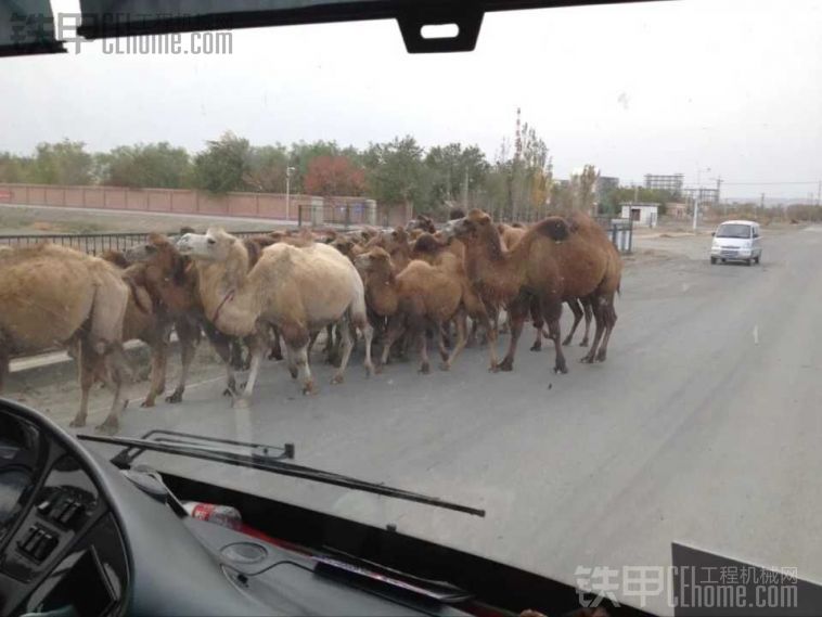 下班路上遇上駱駝