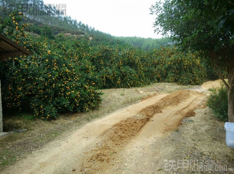 母豬再次進菜園