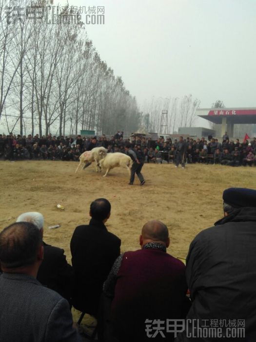 斗羊大会