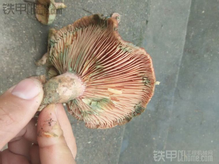 掙不到錢！搞點毒蘑菇賣賣??！