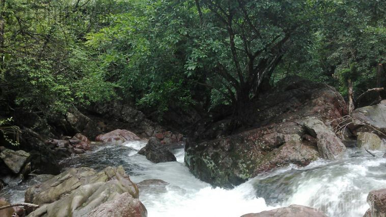 十万大山森林公园原始雨林