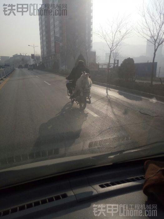 待宰的羔羊 坐一回飛車