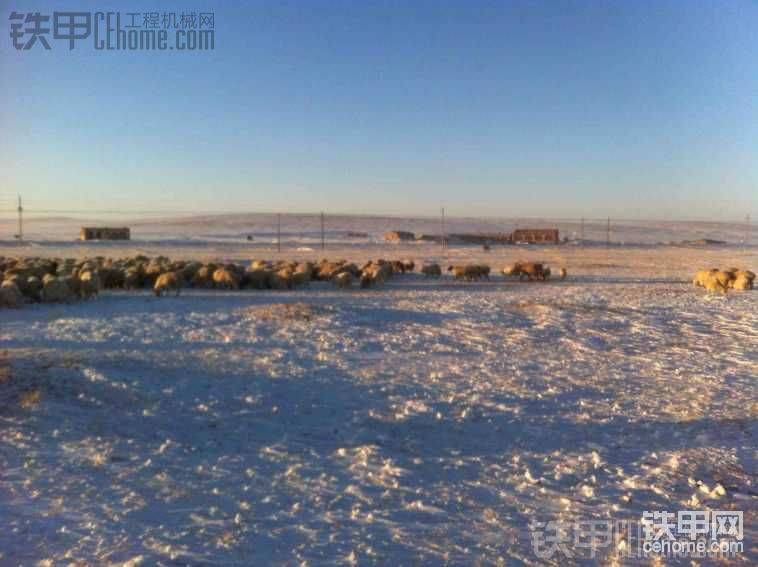 这雪下的羊也老遭罪了…