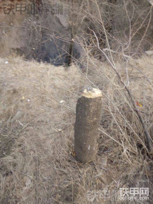 樹都斷了兩根
