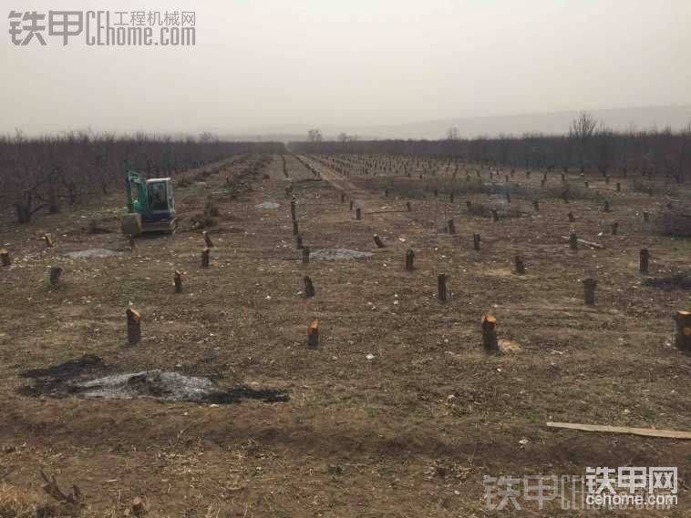 拔牙拔，拔樹(shù)樁……