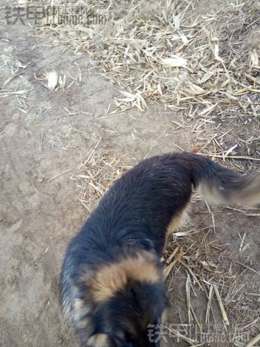 差點把我嚇死 警犬的種