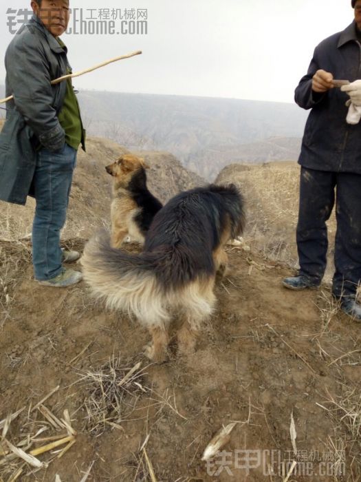 差點把我嚇死 警犬的種