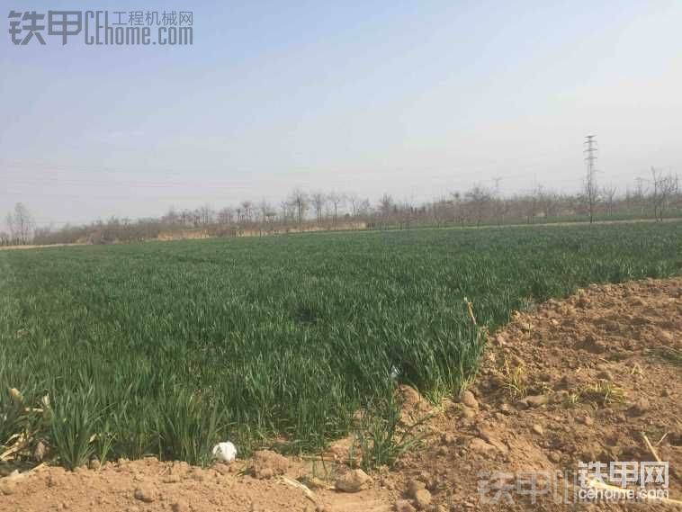 風(fēng)吹麥浪土飛揚(yáng)，