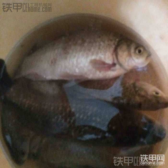 大鯽魚