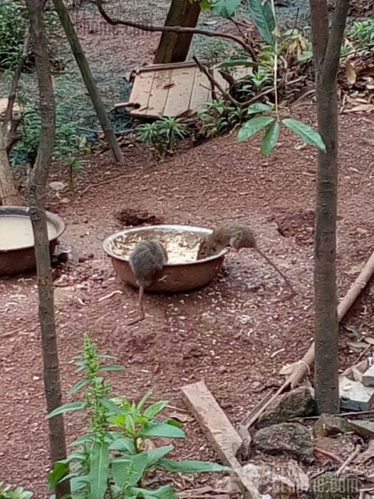 两只鸭子回家吃饭