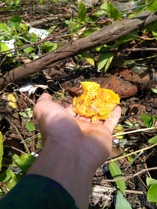 這蜂蜜太浪費了