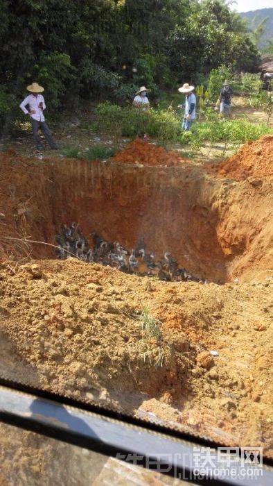 挖了一大坑，畜牧部的工作人员在坑底撒上消毒粉，再把鸭群赶下去。
