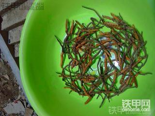 师兄些，你们要虫草吗？