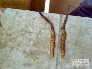 师兄些，你们要虫草吗？