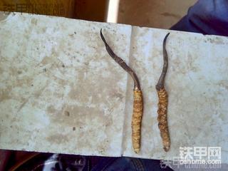 师兄些，你们要虫草吗？