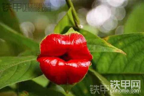谁种的