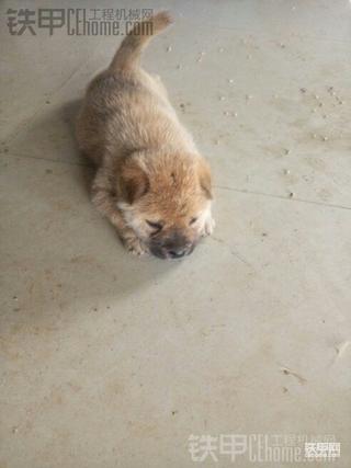 连夜雨。。。名犬欣赏中