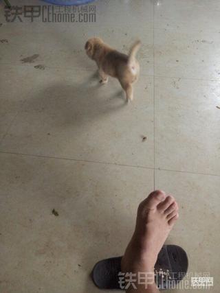 连夜雨。。。名犬欣赏中