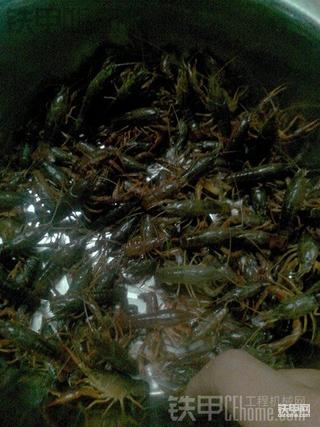 捉了好多小龙虾