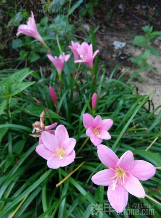 工地又拖機(jī)子來了，附近花開怒放