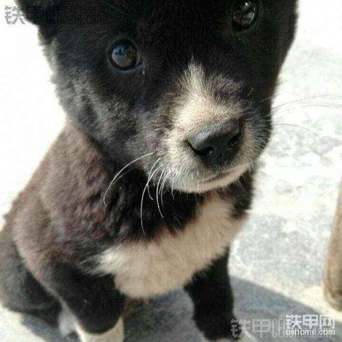 看到狗就想給他照個(gè)相
