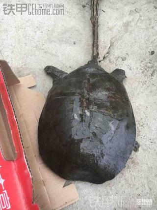 大宇60重口味！