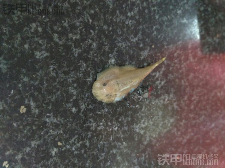 這是什么魚？有人知道嗎