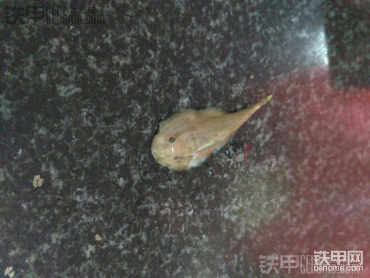 别人大河边电到的，给我
