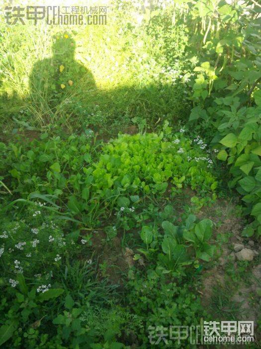 生菜和小青菜，都收獲一茬了，天天早上下面條放點(diǎn)，做湯也不錯(cuò)。。。

