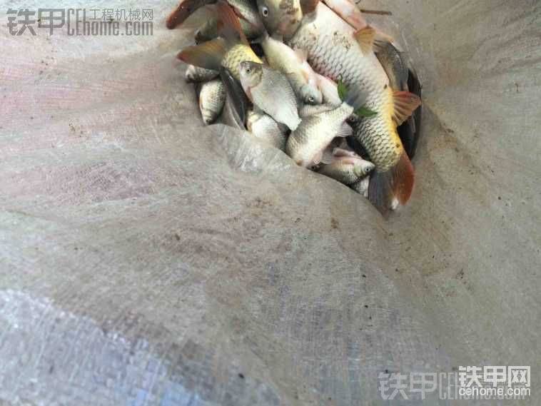 下午電的魚(yú)