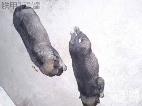 可愛的小狗狗！