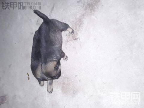 可愛的小狗狗！