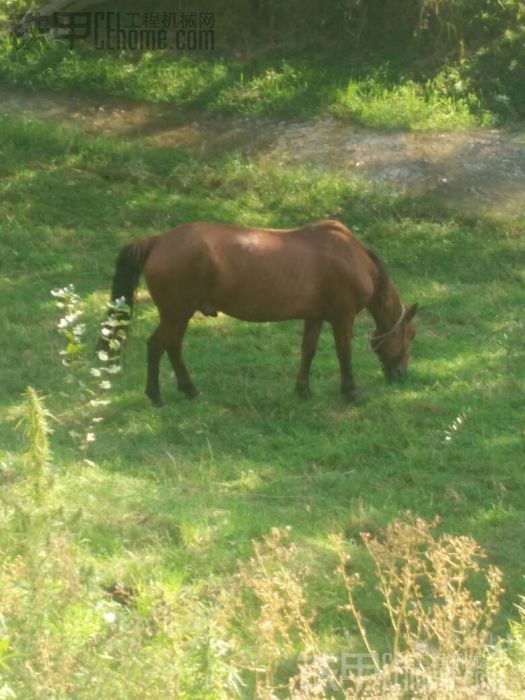 寶馬良駒