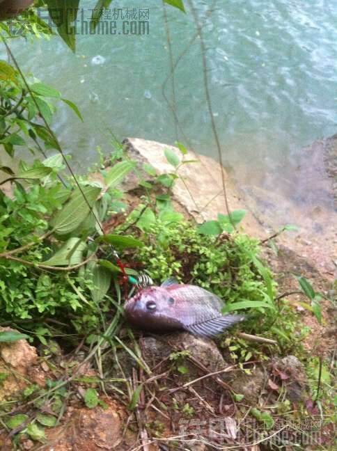 今天偷懶釣魚