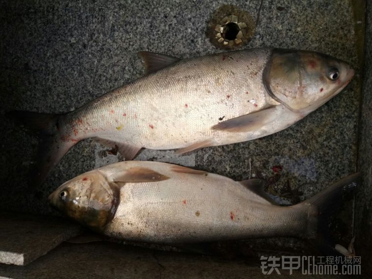 這兩天神牛釣的魚挖溝按水泥管立電線桿