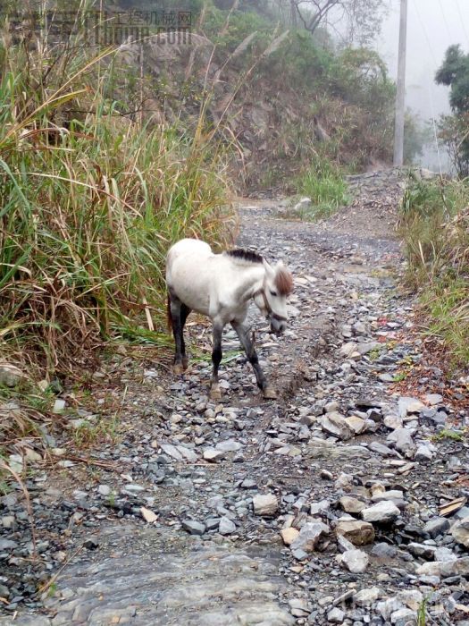 上山偶遇白龍馬