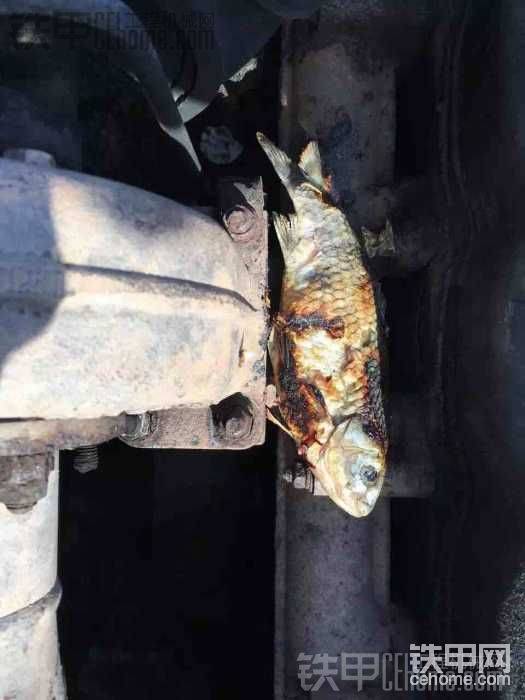 你們吃過這么烤的魚么
