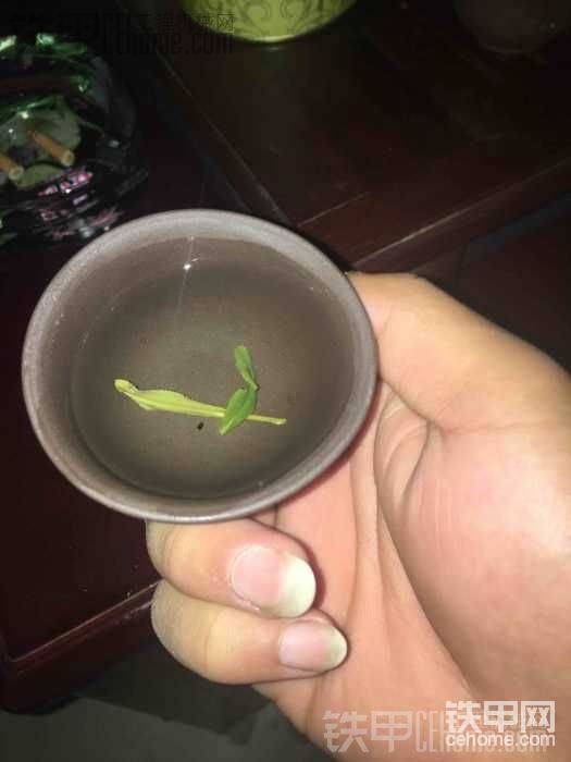 信陽茶葉