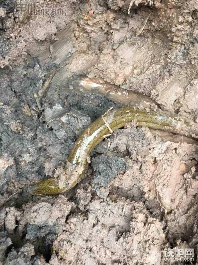 一條漂亮的鱔